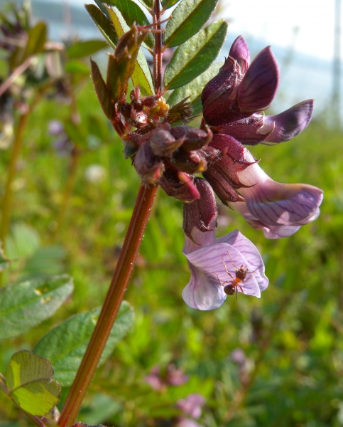 Pflanzenbild gross Zaun-Wicke - Vicia sepium