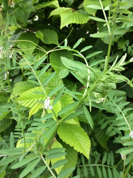 Pflanzenbild gross Behaarte Wicke - Vicia hirsuta