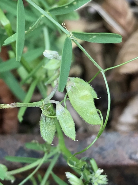 Pflanzenbild gross Behaarte Wicke - Vicia hirsuta