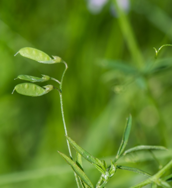 Pflanzenbild gross Viersamige Wicke - Vicia tetrasperma