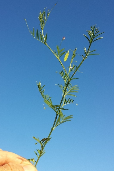 Pflanzenbild gross Viersamige Wicke - Vicia tetrasperma