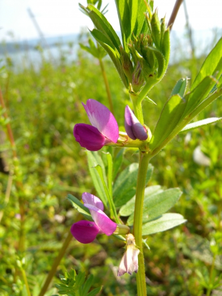 Pflanzenbild gross Futter-Wicke - Vicia sativa