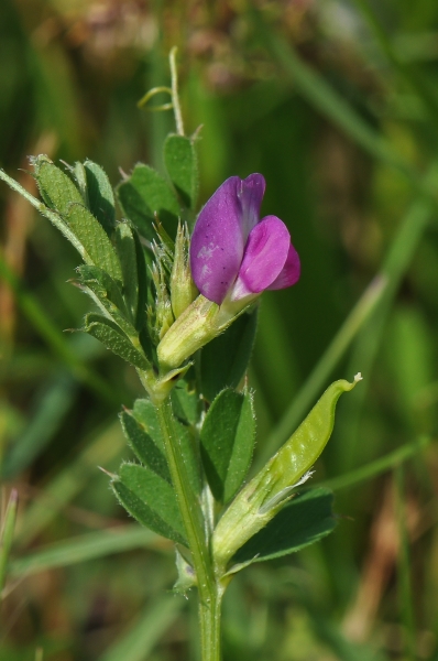 Pflanzenbild gross Futter-Wicke - Vicia sativa