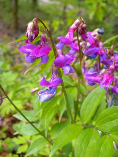Pflanzenbild gross Frühlings-Platterbse - Lathyrus vernus