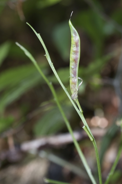 Pflanzenbild gross Frühlings-Platterbse - Lathyrus vernus