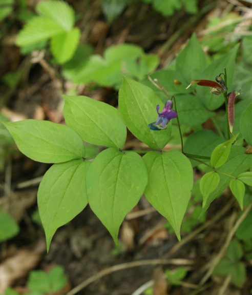 Pflanzenbild gross Frühlings-Platterbse - Lathyrus vernus