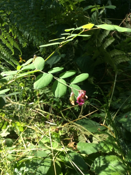 Pflanzenbild gross Schwarze Platterbse - Lathyrus niger