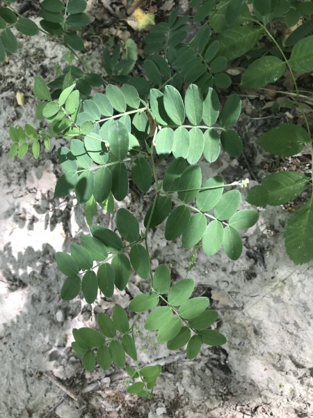 Pflanzenbild gross Schwarze Platterbse - Lathyrus niger