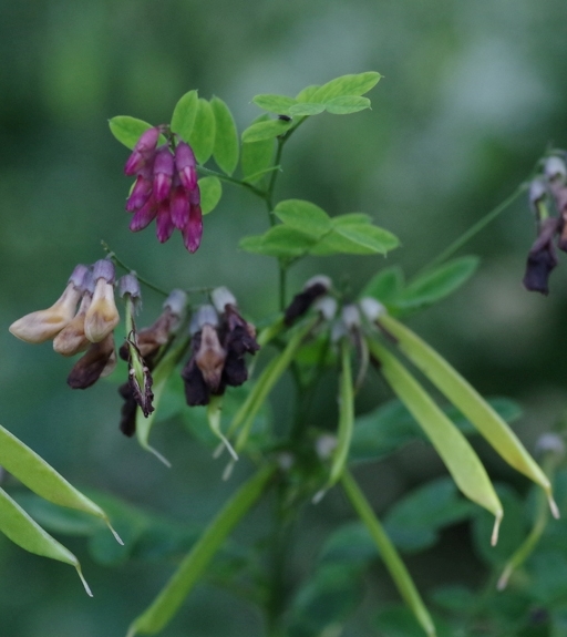Pflanzenbild gross Schwarze Platterbse - Lathyrus niger