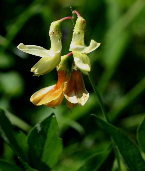 Pflanzenbild gross Gelbe Berg-Platterbse - Lathyrus occidentalis