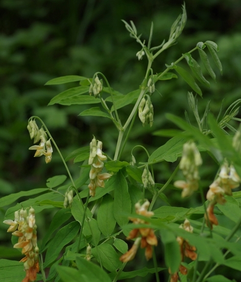 Pflanzenbild gross Gelbe Berg-Platterbse - Lathyrus occidentalis