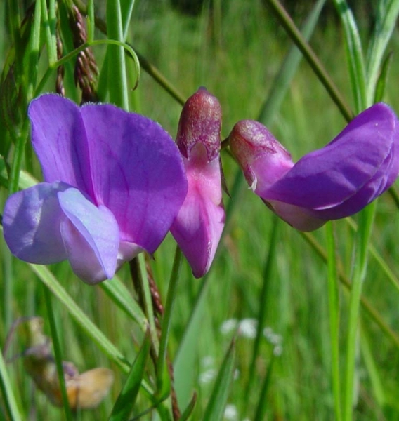 Pflanzenbild gross Sumpf-Platterbse - Lathyrus palustris