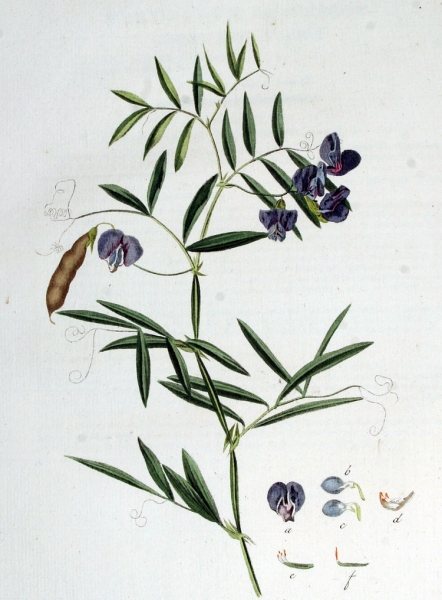 Pflanzenbild gross Sumpf-Platterbse - Lathyrus palustris