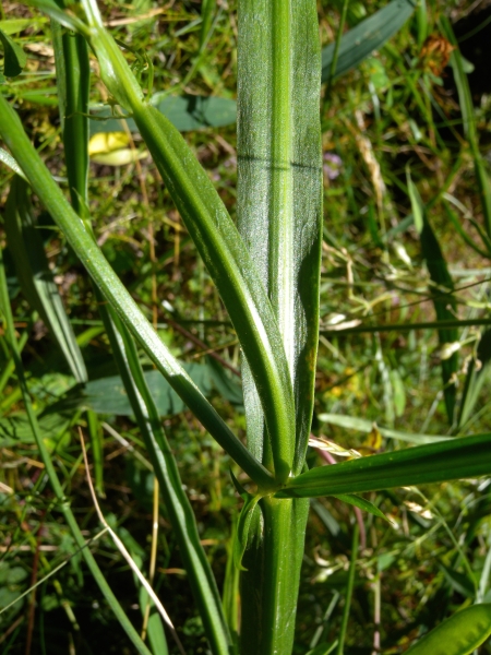 Pflanzenbild gross Wald-Platterbse - Lathyrus sylvestris