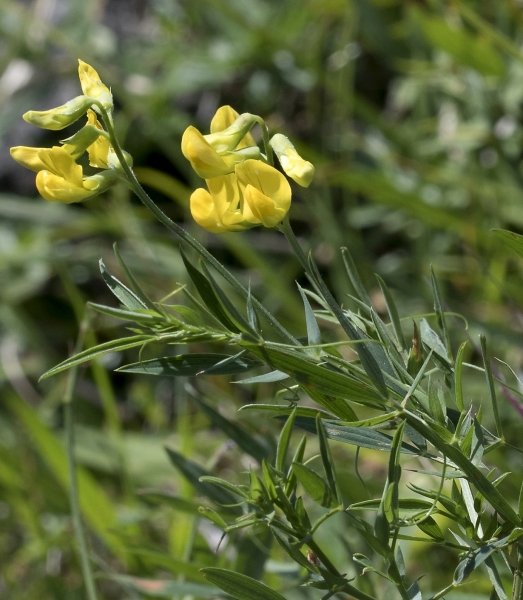 Pflanzenbild gross Wiesen-Platterbse - Lathyrus pratensis