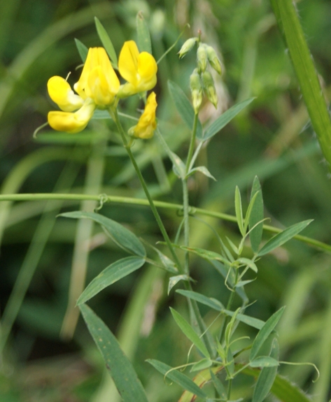 Pflanzenbild gross Wiesen-Platterbse - Lathyrus pratensis