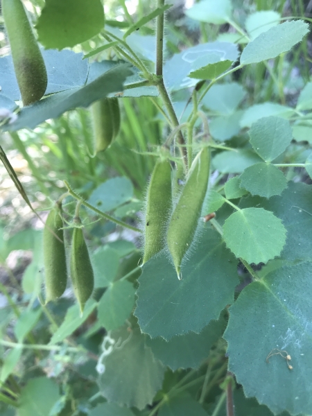 Pflanzenbild gross Rundblättrige Hauhechel - Ononis rotundifolia