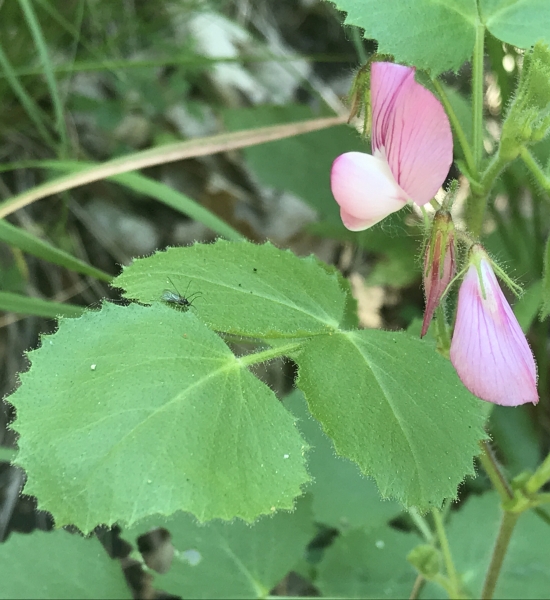 Pflanzenbild gross Rundblättrige Hauhechel - Ononis rotundifolia