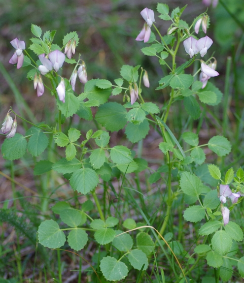 Pflanzenbild gross Rundblättrige Hauhechel - Ononis rotundifolia