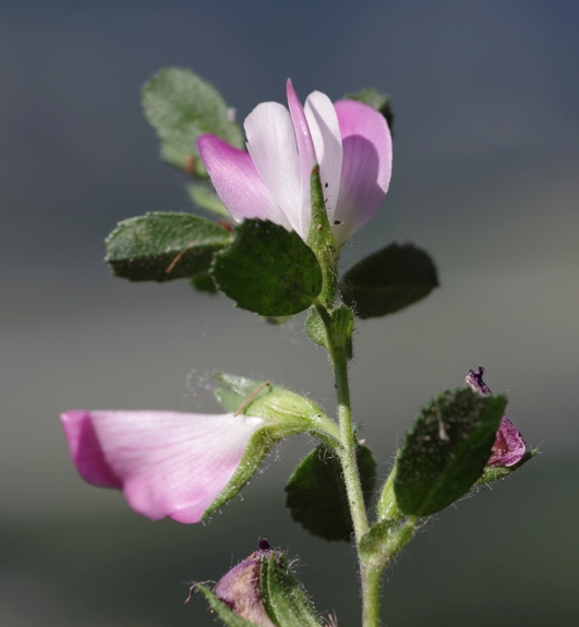 Pflanzenbild gross Kriechende Hauhechel - Ononis repens