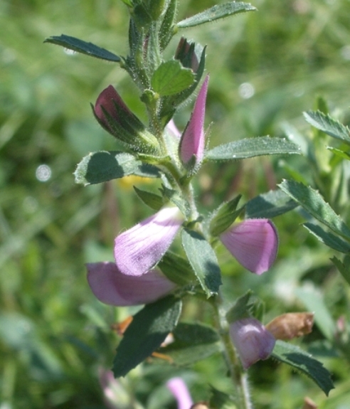 Pflanzenbild gross Kriechende Hauhechel - Ononis repens