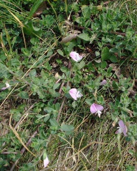 Pflanzenbild gross Kriechende Hauhechel - Ononis repens