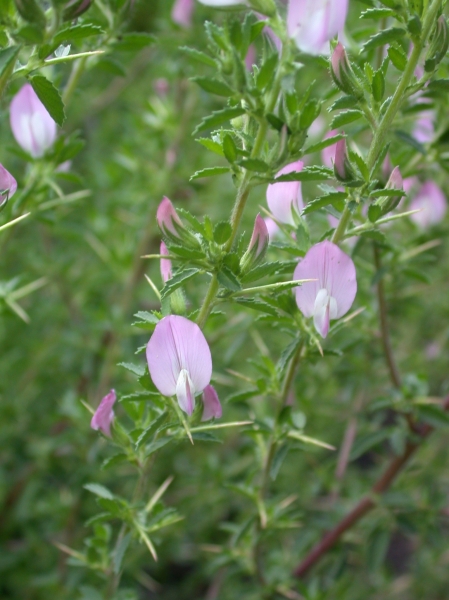 Pflanzenbild gross Dornige Hauhechel - Ononis spinosa