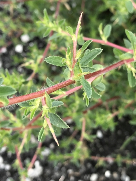 Pflanzenbild gross Dornige Hauhechel - Ononis spinosa