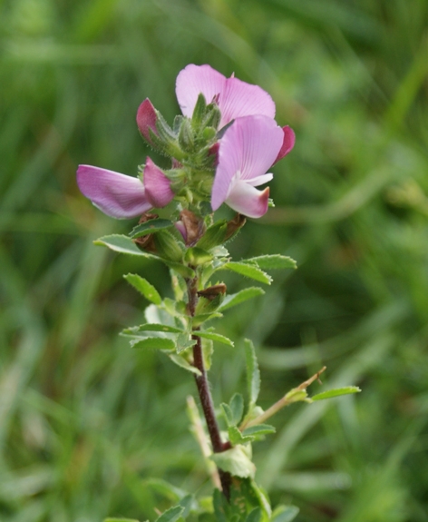 Pflanzenbild gross Dornige Hauhechel - Ononis spinosa