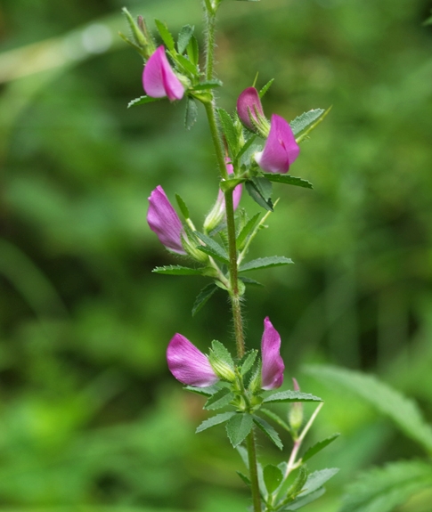 Pflanzenbild gross Dornige Hauhechel - Ononis spinosa