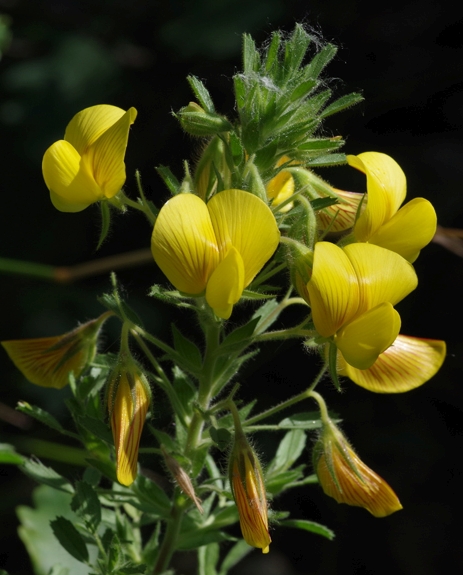 Pflanzenbild gross Gelbe Hauhechel - Ononis natrix
