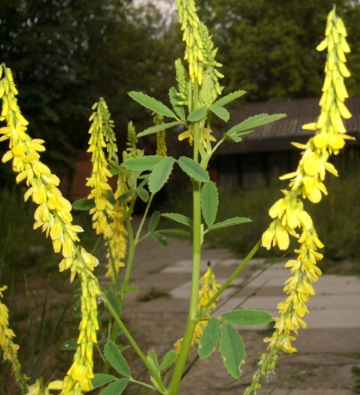 Pflanzenbild gross Echter Honigklee - Melilotus officinalis