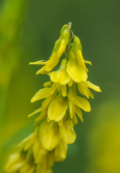 Pflanzenbild gross Echter Honigklee - Melilotus officinalis