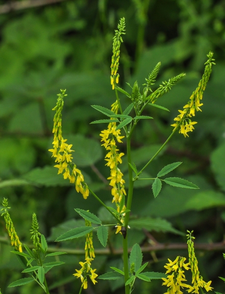 Pflanzenbild gross Echter Honigklee - Melilotus officinalis