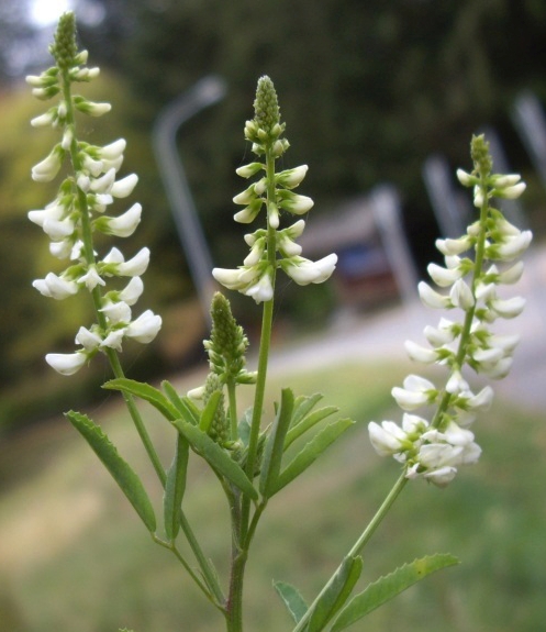 Pflanzenbild gross Weisser Honigklee - Melilotus albus