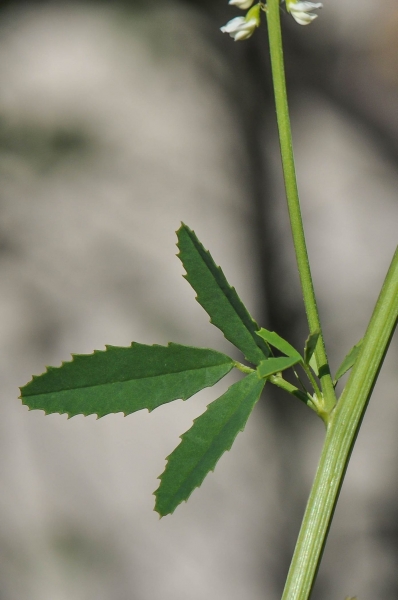 Pflanzenbild gross Weisser Honigklee - Melilotus albus