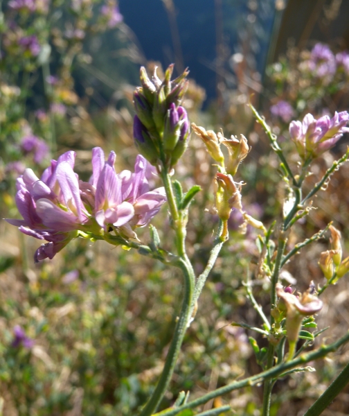 Pflanzenbild gross Saat-Luzerne - Medicago sativa