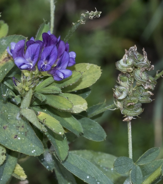Pflanzenbild gross Saat-Luzerne - Medicago sativa