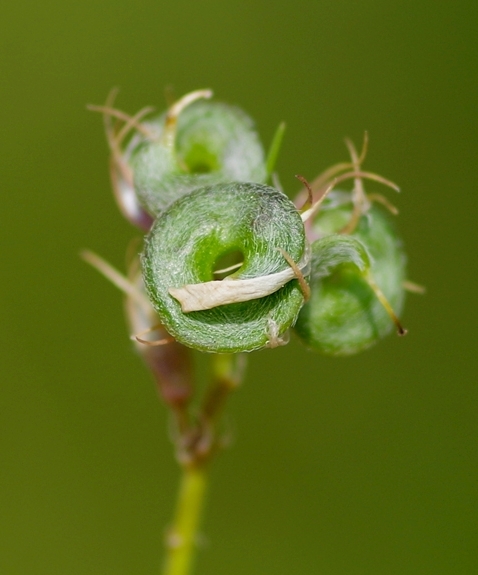 Pflanzenbild gross Saat-Luzerne - Medicago sativa