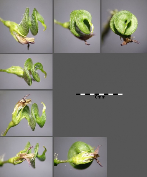 Pflanzenbild gross Saat-Luzerne - Medicago sativa