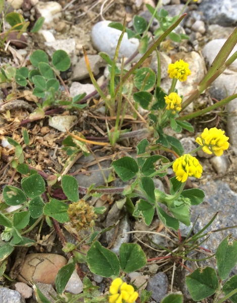Pflanzenbild gross Hopfenklee - Medicago lupulina