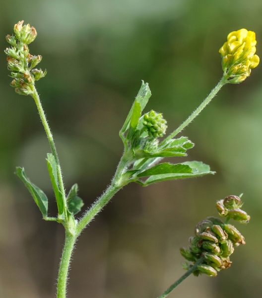 Pflanzenbild gross Hopfenklee - Medicago lupulina