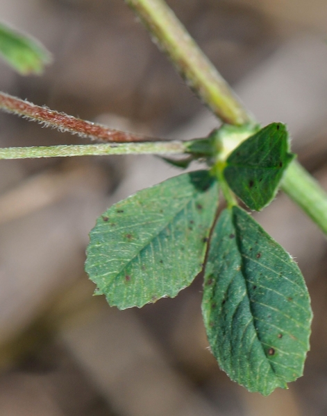Pflanzenbild gross Hopfenklee - Medicago lupulina