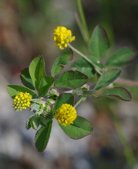 Pflanzenbild gross Hopfenklee - Medicago lupulina