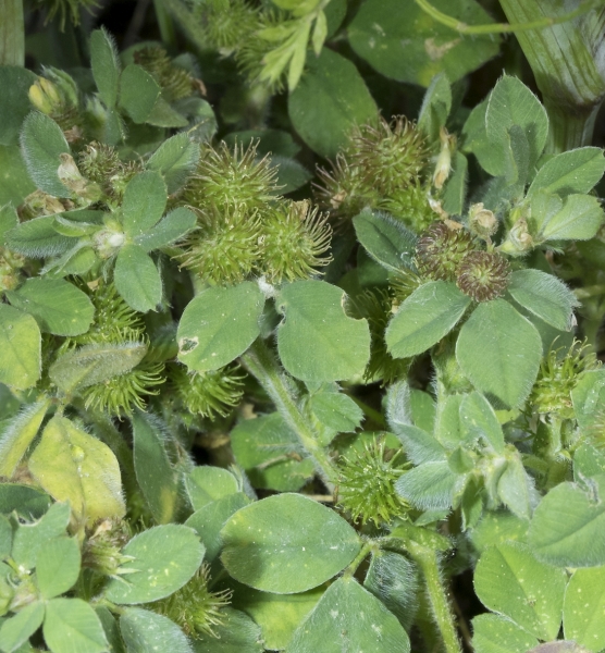 Pflanzenbild gross Zwerg-Schneckenklee - Medicago minima
