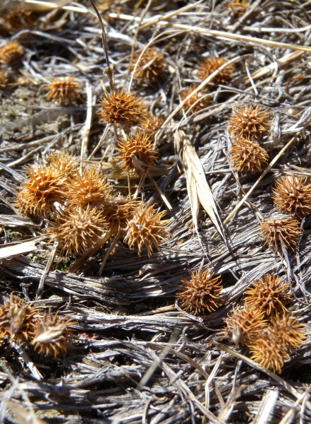 Pflanzenbild gross Zwerg-Schneckenklee - Medicago minima