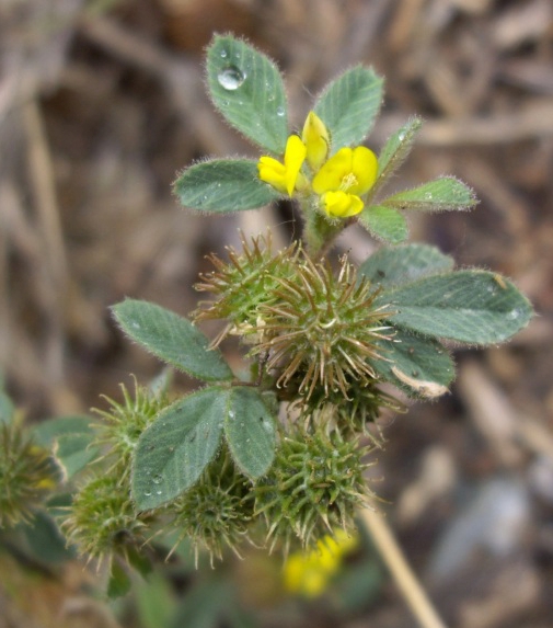 Pflanzenbild gross Zwerg-Schneckenklee - Medicago minima