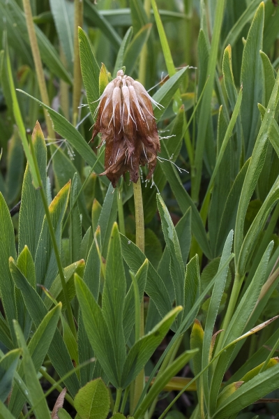 Pflanzenbild gross Alpen-Klee - Trifolium alpinum