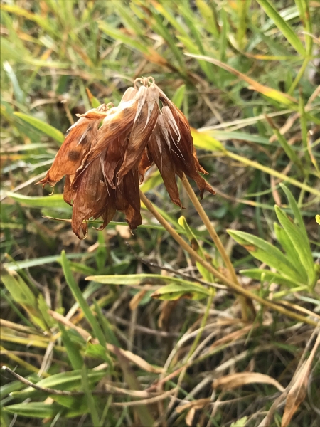 Pflanzenbild gross Alpen-Klee - Trifolium alpinum