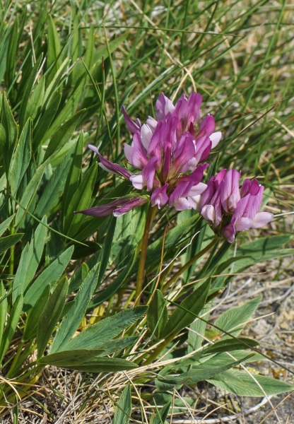 Pflanzenbild gross Alpen-Klee - Trifolium alpinum